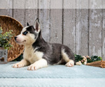 Small #1 Siberian Husky