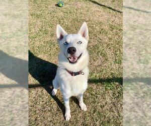 Siberian Husky-Unknown Mix Dogs for adoption in Pasadena, TX, USA