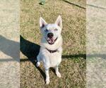 Small Siberian Husky Mix