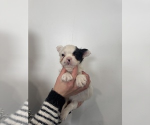French Bulldog Puppy for sale in SACRAMENTO, CA, USA