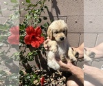 Small Photo #19 Golden Retriever Puppy For Sale in PEORIA, AZ, USA