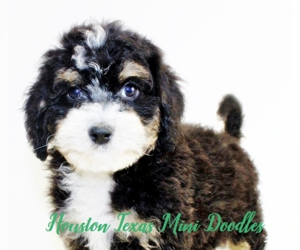 Full screen Photo #3 Australian Labradoodle-Miniature Bernedoodle Mix Puppy For Sale in HOUSTON, TX, USA