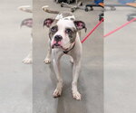 Small Mutt