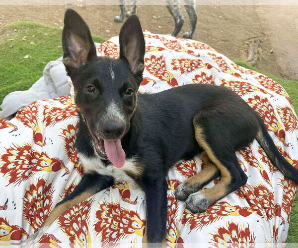 Medium Photo #3 German Shepherd Dog-Unknown Mix Puppy For Sale in Corona, CA, USA