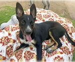 Small #2 German Shepherd Dog Mix