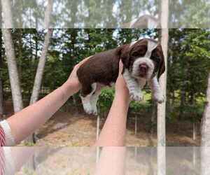 Medium English Springer Spaniel