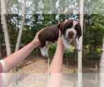Puppy Romulus English Springer Spaniel