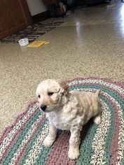 Goldendoodle Puppy for sale in ELKHART, IN, USA