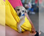 Small #1 Chihuahua Mix