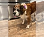 Small Photo #4 Saint Bernard-Unknown Mix Puppy For Sale in Princeton, MN, USA
