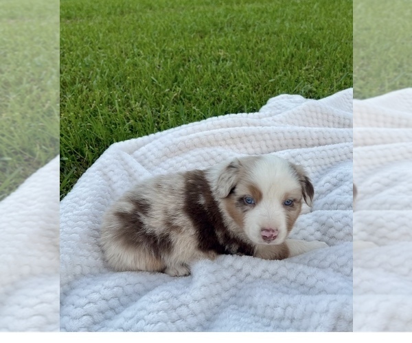 Medium Photo #2 Australian Shepherd Puppy For Sale in MOSELLE, MS, USA