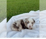Small #1 Australian Shepherd