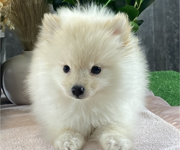 Medium Photo #2 Pomeranian Puppy For Sale in CANOGA, NY, USA