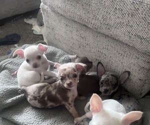 Chihuahua Puppy for Sale in VC HIGHLANDS, Nevada USA