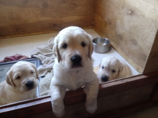 Golden Retriever Puppy for sale in WILLIAMSTOWN, KY, USA