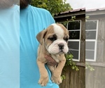 Small Photo #5 English Bulldog Puppy For Sale in SPENCER, TN, USA