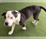 Small Labrador Retriever Mix