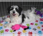Small Photo #7 Zuchon Puppy For Sale in ORO VALLEY, AZ, USA
