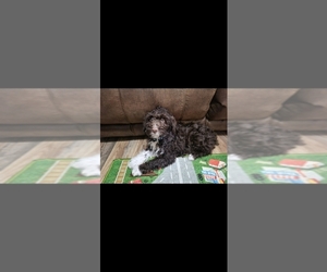 F2 Aussiedoodle Dogs for adoption in OAK HILL, OH, USA