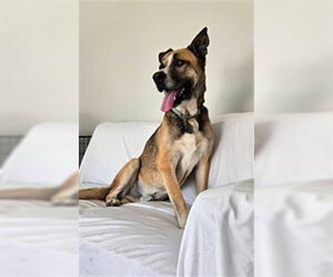 Rhodesian Ridgeback-Unknown Mix Dogs for adoption in Santa Maria, CA, USA