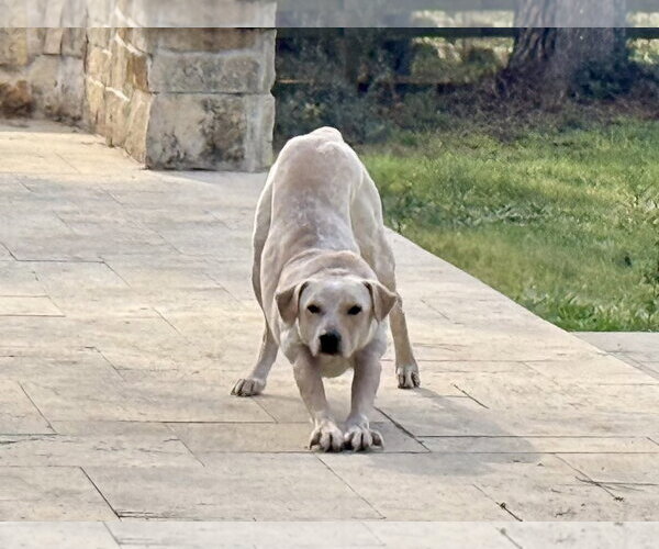 Medium Photo #8 Labrador Retriever-Unknown Mix Puppy For Sale in The Woodlands, TX, USA