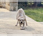 Small #7 Labrador Retriever Mix