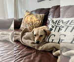 Small #1 Beagle-Chihuahua Mix