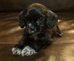 Puppy Puppy 3 Cocker Spaniel