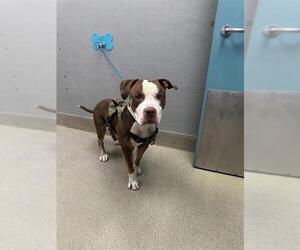 Mutt Dogs for adoption in Las Vegas, NV, USA