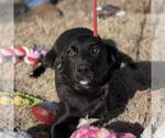 Small #1 Labrador Retriever Mix