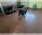 Small #6 Rottweiler