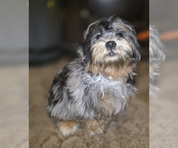 Medium Photo #2 ShihPoo Puppy For Sale in DYERSBURG, TN, USA
