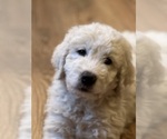 Small Photo #4 Great Pyrenees-Komondor Mix Puppy For Sale in LOUISVILLE, KY, USA