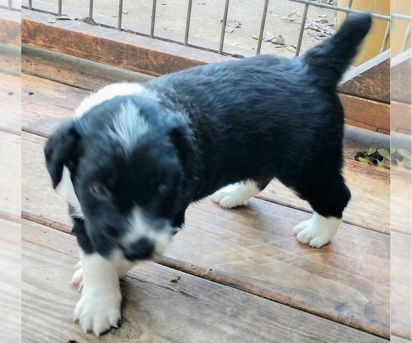 Medium Photo #2 Aussiedoodle Puppy For Sale in MARION, TX, USA