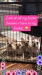 Small Photo #1 French Bulldog Puppy For Sale in ALLEN, TX, USA
