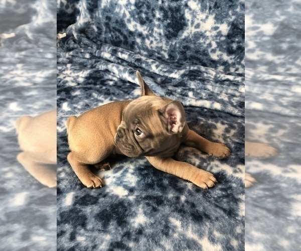 Medium Photo #5 French Bulldog Puppy For Sale in STAFFORD, VA, USA