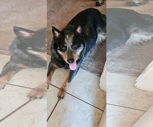 Mutt Dogs for adoption in Garden City, NY, USA