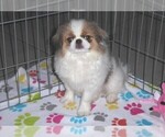 Small Photo #9 Japanese Chin Puppy For Sale in ORO VALLEY, AZ, USA