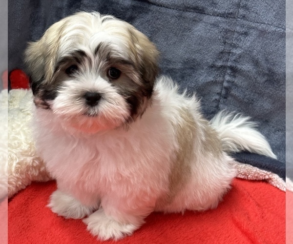 Medium Photo #4 Mal-Shi Puppy For Sale in SILEX, MO, USA