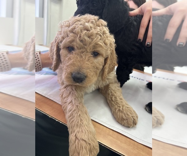 Medium Photo #2 Goldendoodle Puppy For Sale in VALENCIA, CA, USA