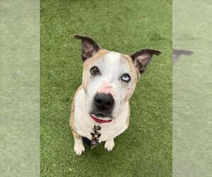 Greyhound-Unknown Mix Dogs for adoption in Las Vegas, NV, USA