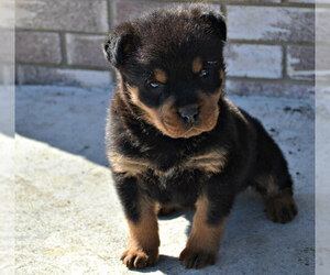 Rottweiler Puppy for sale in NILES, MI, USA