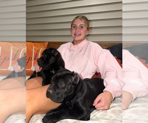 Medium Photo #5 Cane Corso Puppy For Sale in BLADENBORO, NC, USA