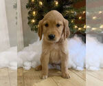 Small Photo #3 Golden Retriever Puppy For Sale in STUARTS DRAFT, VA, USA