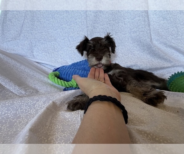 Medium Photo #4 Schnauzer (Miniature) Puppy For Sale in KNOX CITY, MO, USA