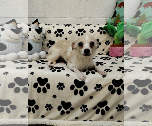 Medium Photo #1 Chihuahua Puppy For Sale in York, SC, USA