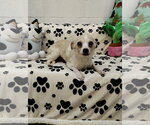 Small Chihuahua