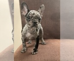 Small Photo #3 French Bulldog Puppy For Sale in DACULA, GA, USA