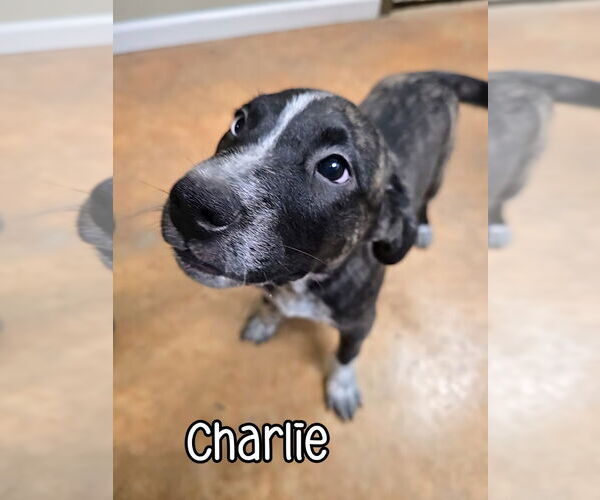 Medium Photo #2 American Pit Bull Terrier-Catahoula Leopard Dog Mix Puppy For Sale in Port Clinton, OH, USA