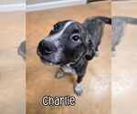 Small #1 American Pit Bull Terrier-Catahoula Leopard Dog Mix